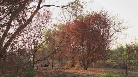 Dry red tree dying Stock Photos