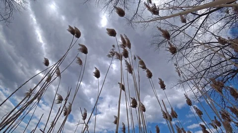 Dry reed against a blue cloudy sky. Video stock 105803908