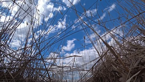 Dry reed against a blue cloudy sky. Stock Footage 105804025