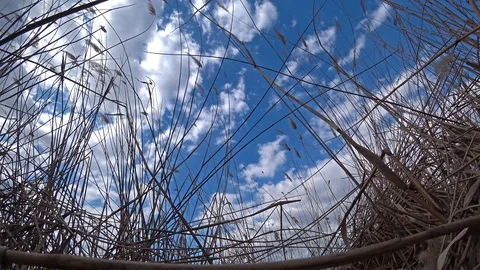 Dry reed against a blue cloudy sky. 스톡 동영상 105804033