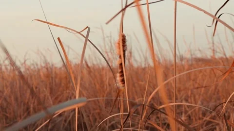 Dry Reed and Cattail in the Wind Stock Footage 303368113
