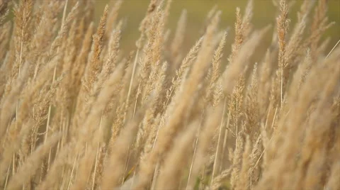 Dry reed close-up slow motion Stock Footage 65378551