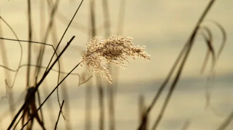 Dry reed Stock Footage 732636