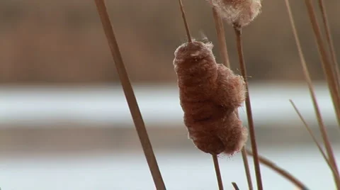 Dry reed Stock Footage 1847740