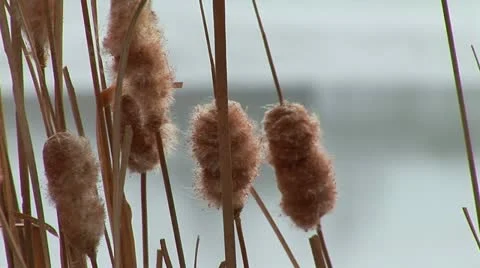 Dry reed Stock Footage 10805028