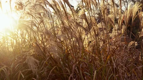 Dry reed in golden sunset rays outdoors Stock Footage 144846019