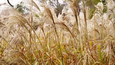 Dry reed in golden sunset rays outdoors 스톡 동영상 145139456