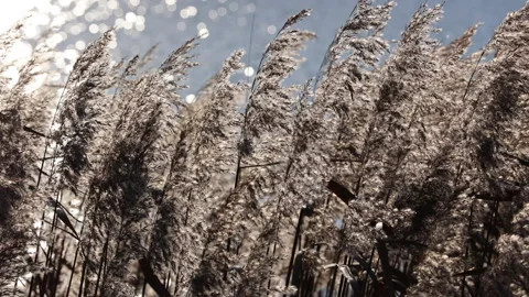 Dry Reed Grass In The Rays Of The Autumn Sun Sways From The Wind On The Shore Of Stock Footage 145306860