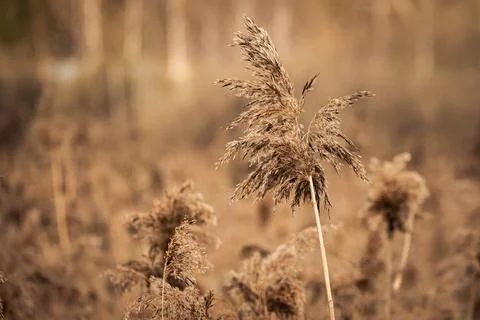 Dry reed grass in the swamp Stock Photos