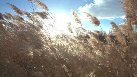 Dry Reed Grass Swaying In The Wind Stock Footage 329758607