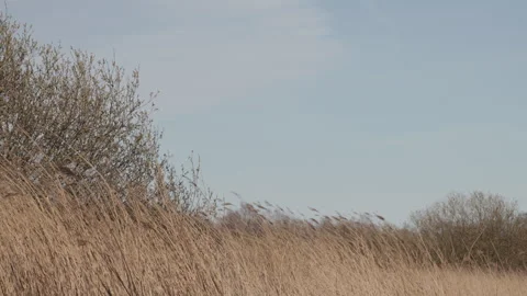 Dry reed grass swaying in the wind against a clear blue sky. 4K 60fps. Vídeos de archivo 334035297