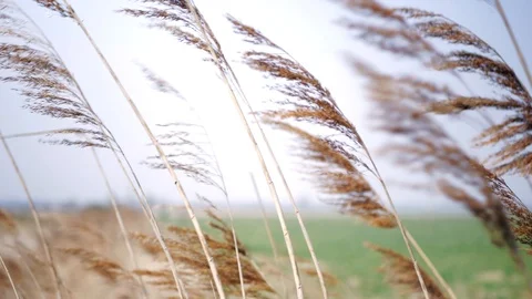 Dry reed grass swing in the wind in blurred field and blue sky background. Stock Footage 106399206