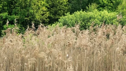 Dry Reed With Green Tree Is Moving on the Wind Stock Footage 77352469