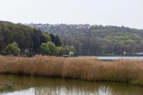 Dry reed on the lake. Stock Photos