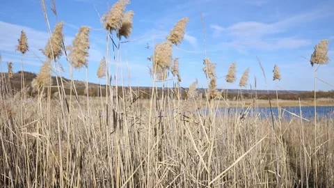 Dry reed on the lake, reed layer, reed seeds. Golden reed grass, pampas grass.  Stock Footage 301698926