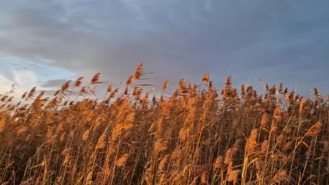 Dry reed lit by the sunset light swaying in the wind. Wild bulrush golden plant  Video stock 255142526