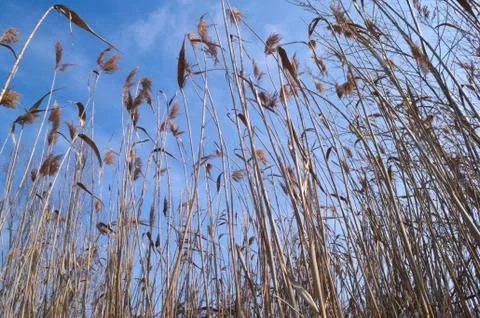 Dry reed from lower angle Stock Photos