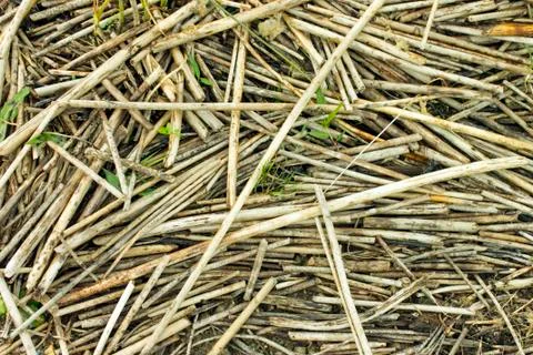 Dry reed lying messy as a background. Stock Photos