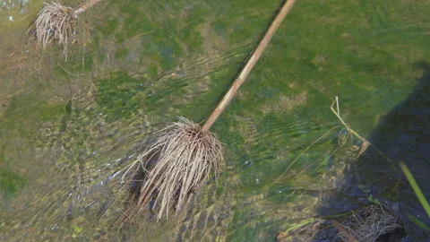 Dry Reed Lying in Sunlit Stream. Stock Footage 307583084