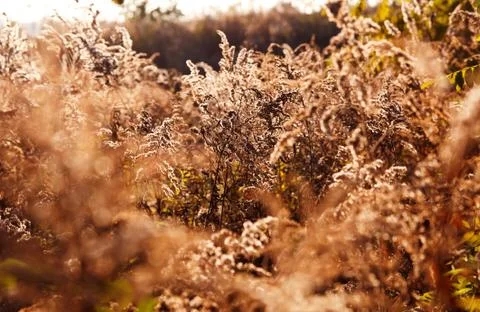 Dry reed Stock Photos
