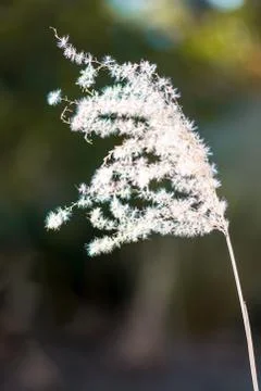 Dry Reed Foto stock