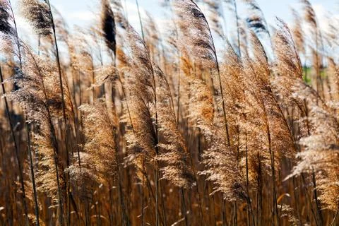 Dry reed Stock Photos
