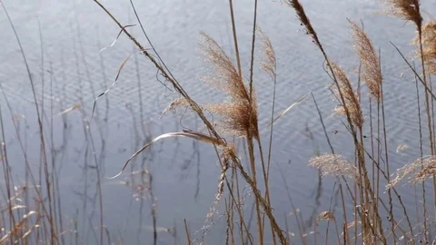 Dry reed by the pond Vídeo Stock 75468184