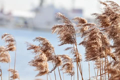 Dry reed stalks on banks of river, industrial background Stock Photos
