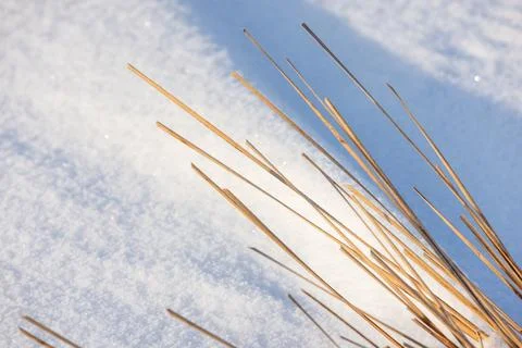 Dry reed stems create elegant shadows on a snowdrift Stock Photos
