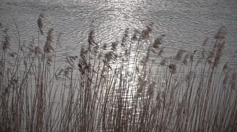 Dry reed in the sunlight against river 库存影片 63087656