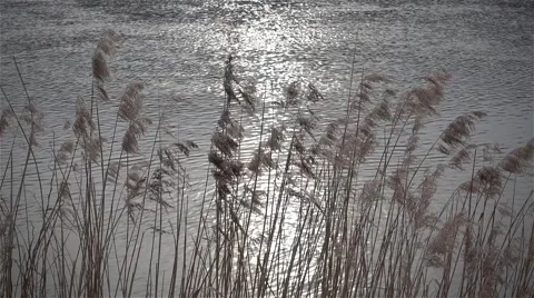 Dry reed in the sunlight against river slow motion Stock Footage 63819970
