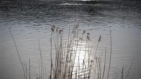 Dry reed in the sunlight against river slow motion Stock Footage 63820133