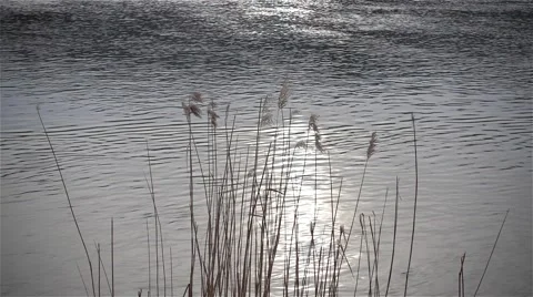 Dry reed in the sunlight against river slow motion Stock Footage 63820322