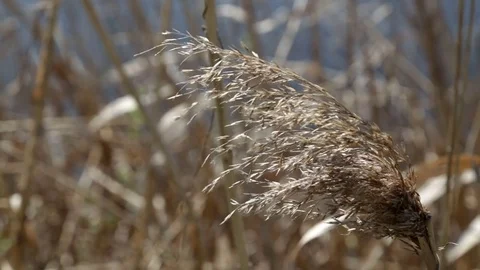 Dry reed swinging Stock Footage 75468136