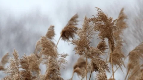 Dry reed swinging in the wind on the edge of a frozen lake Stock Footage 72101580
