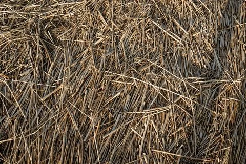 Dry reed texture or background on the lake shore. Fine, short reed stalks in  Stock Photos