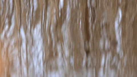 Dry reed which is reflected in the dirty water of a lake in winter Video stock 72101610