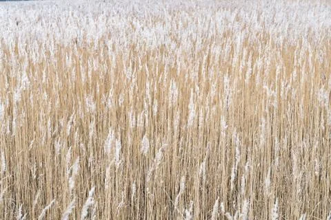 Dry reeds background Stock Photos