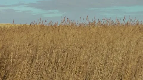Dry reeds blowing in wind wintry sky Stock Footage 47072472