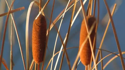 Dry reeds, closeup. Stock-Footage 27109886