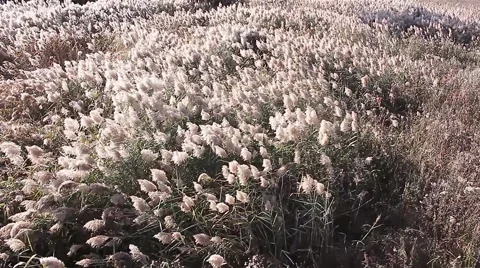Dry reeds, copter Stock Footage 63838238