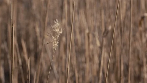 Dry reeds Stock Footage 117400175