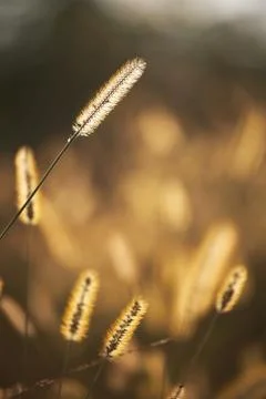 Dry reeds Stock Photos