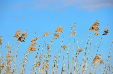 Dry reeds in spring. Stock Photos