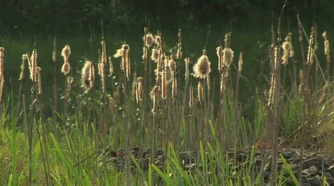 Dry Reeds at sunset Stock Footage 637474
