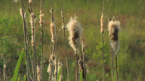 Dry Reeds at sunset Stock Footage 637529