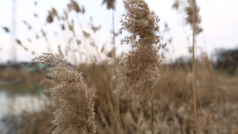 Dry reeds sway in the wind. Stock Footage 151655181