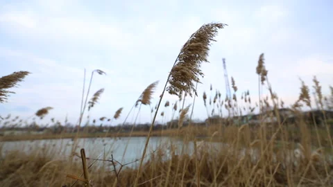 Dry reeds sway in the wind. Stock Footage 151655305