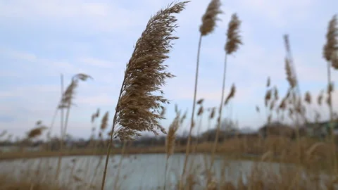 Dry reeds sway in the wind. Stock Footage 151656917