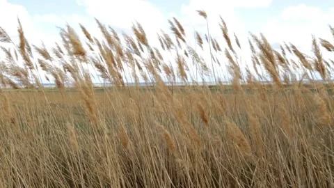 Dry reeds swaying in the wind Stock Footage 143464315